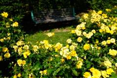 長居植物園 花 23