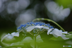 馬見丘陵公園の紫陽花(2024年6月22日)