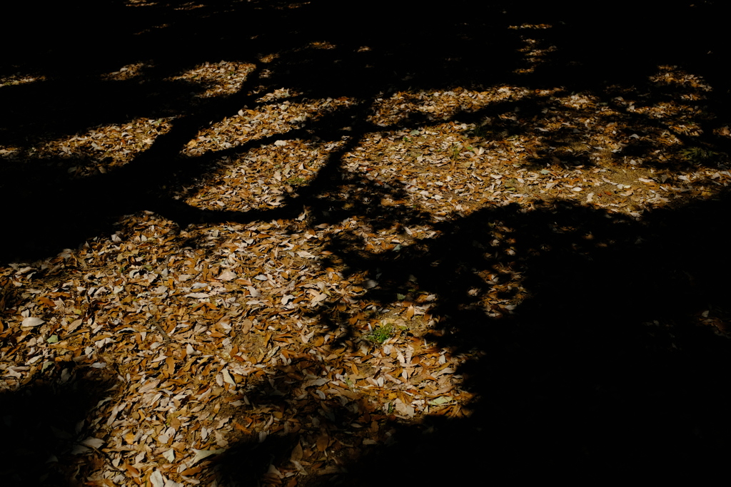 長居植物園 花 21
