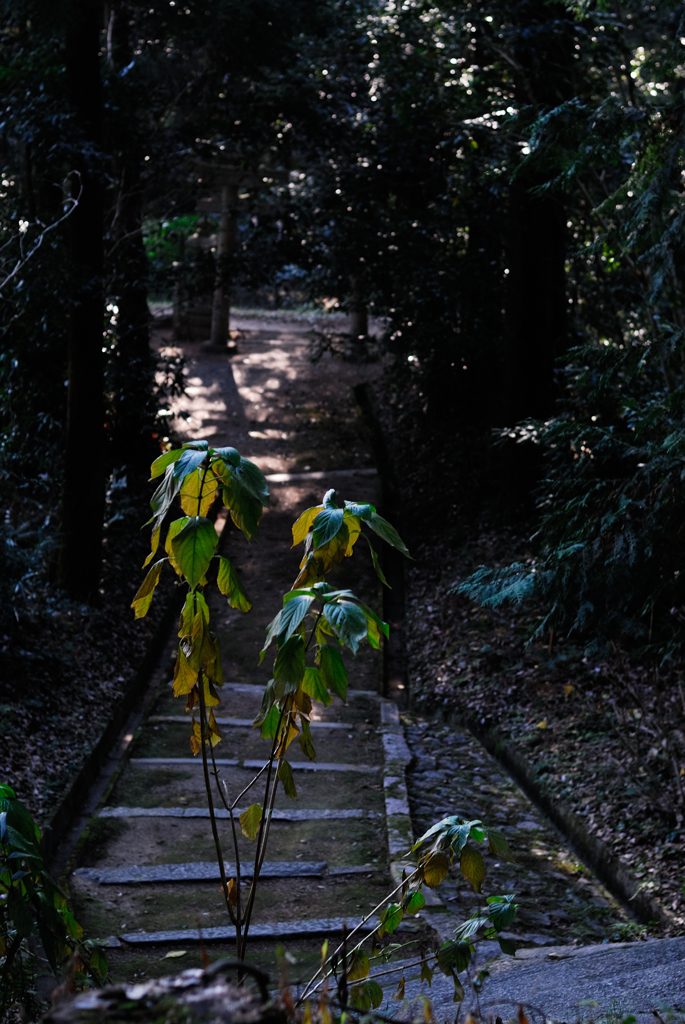 新春 畝傍山 登山－2022－
