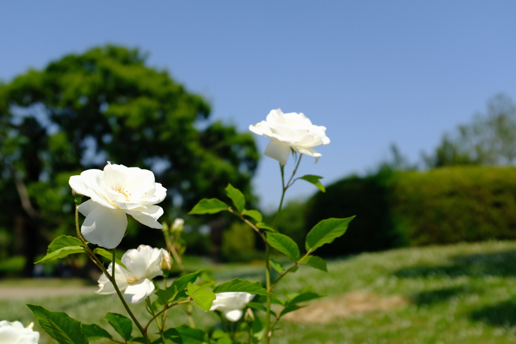 長居植物園 花 9