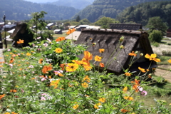 白川郷 黄色いい花
