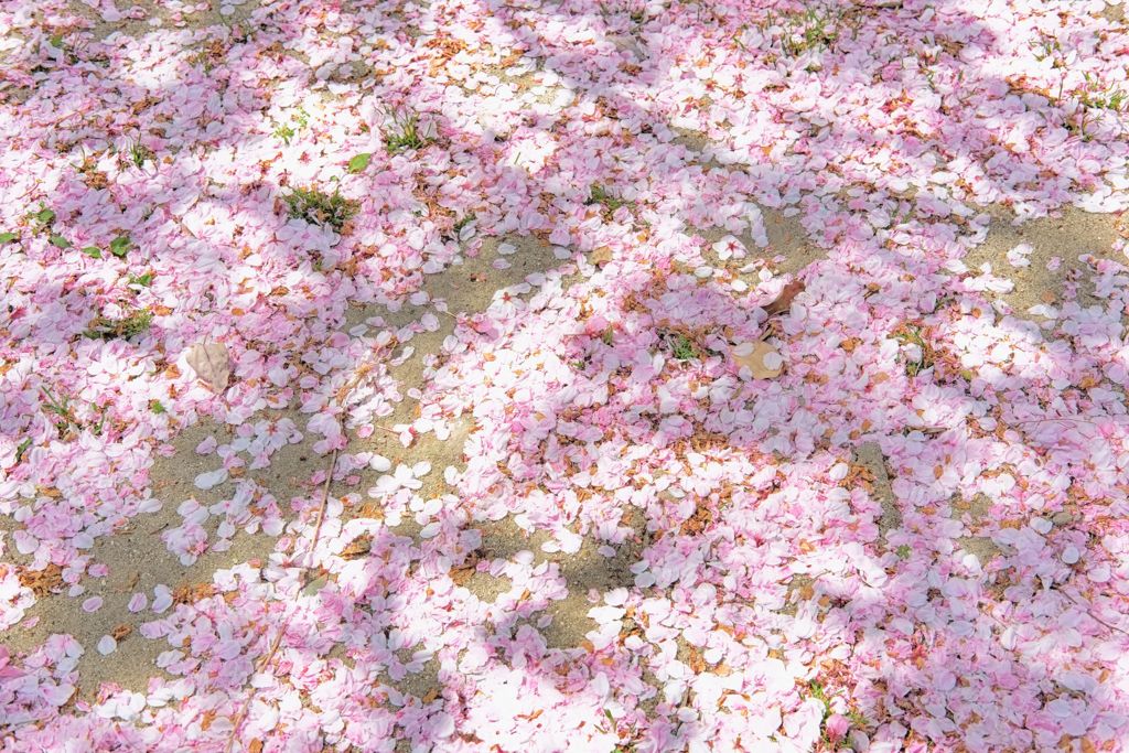 四天王寺界隈 春間近－桜散る2