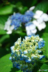 馬見丘陵公園の紫陽花(2024年6月8日)