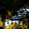 57、晩秋の三輪明神　大神神社