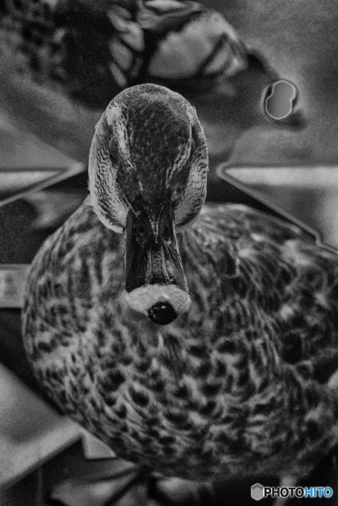 学習の為の-鳥の燻製１-