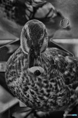 学習の為の-鳥の燻製１-