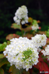 馬見丘陵公園の紫陽花(2024年6月8日)