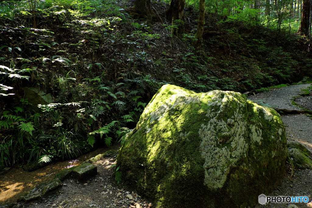 瓜割の滝：王蟲の抜け殻
