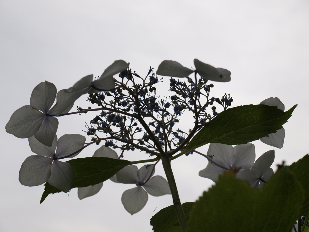 紫陽花 2021