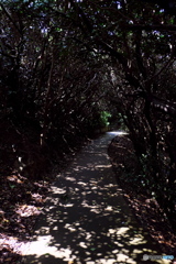 佐田岬 木漏れ日のトンネル