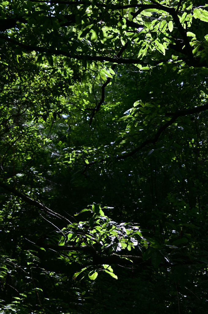 馬見丘陵公園