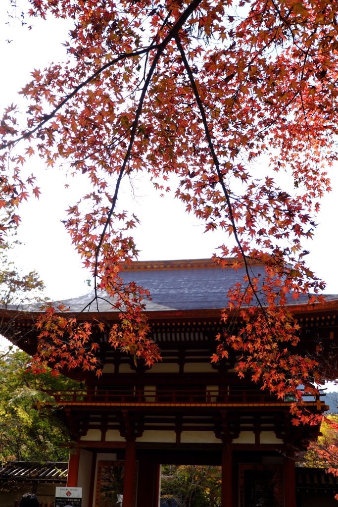 13、女人高野　晩秋の室生寺