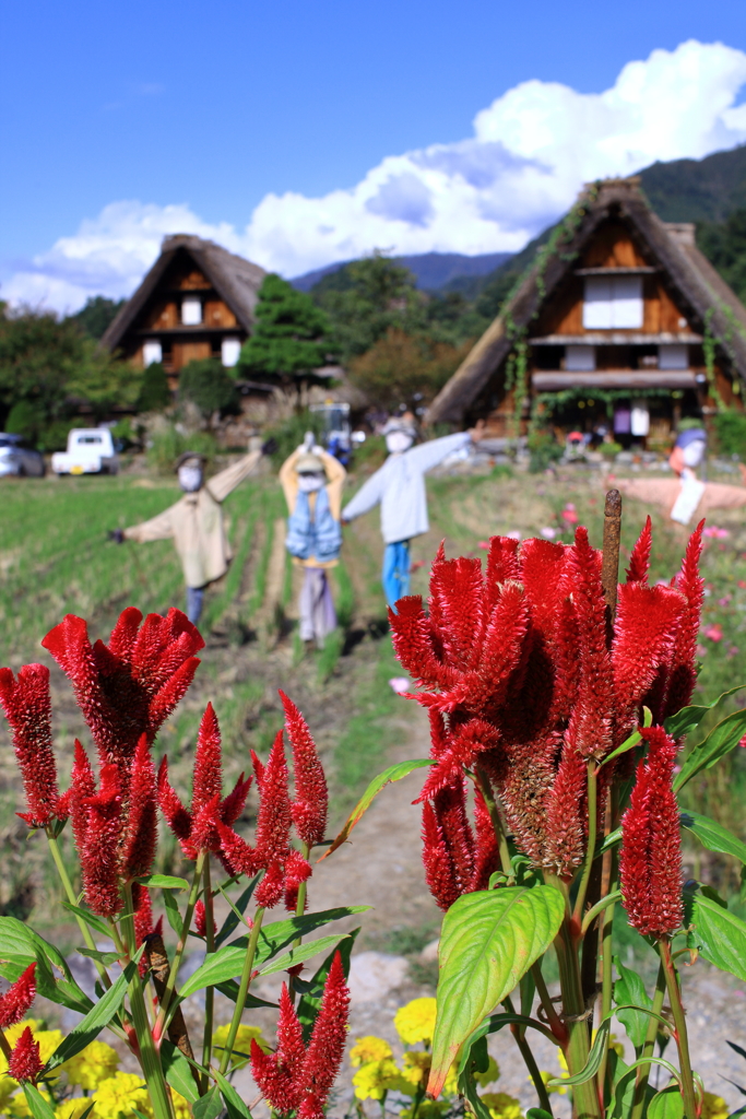 白川郷 案山子と赤い花