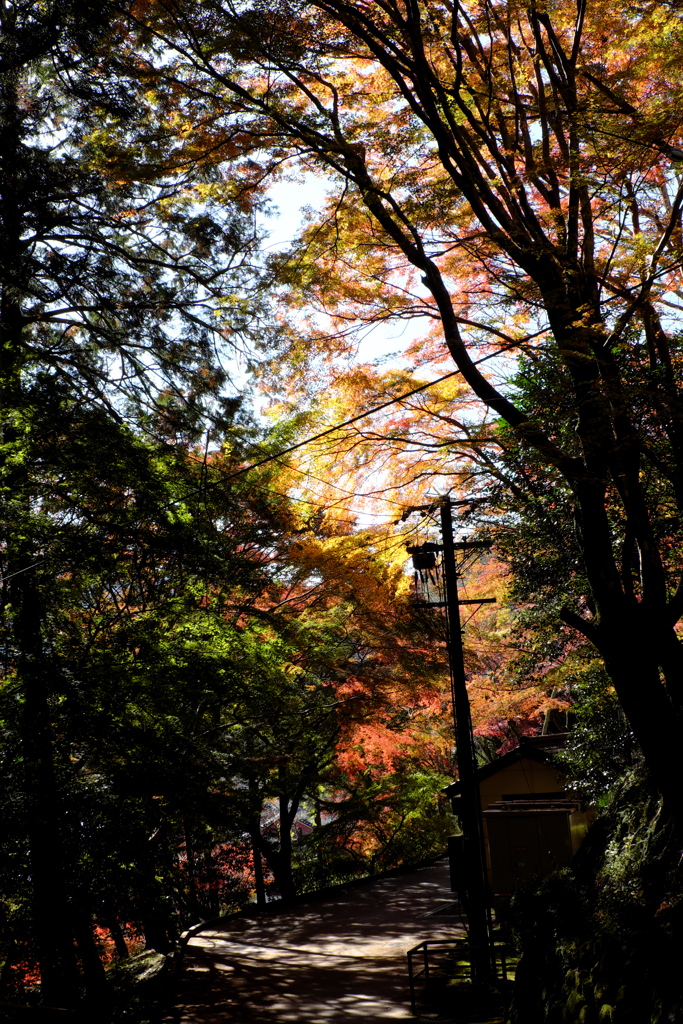 28、晩秋の真言宗豊山派総本山 長谷寺