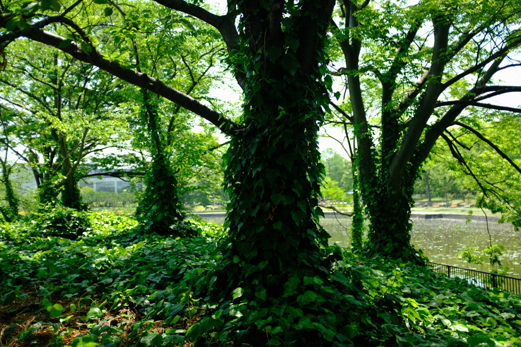 長居植物園 緑 1