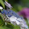 馬見丘陵公園の紫陽花(2024年6月22日)