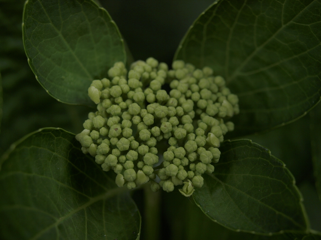 紫陽花 2021
