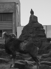 ZOO 7
