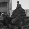 ZOO 7