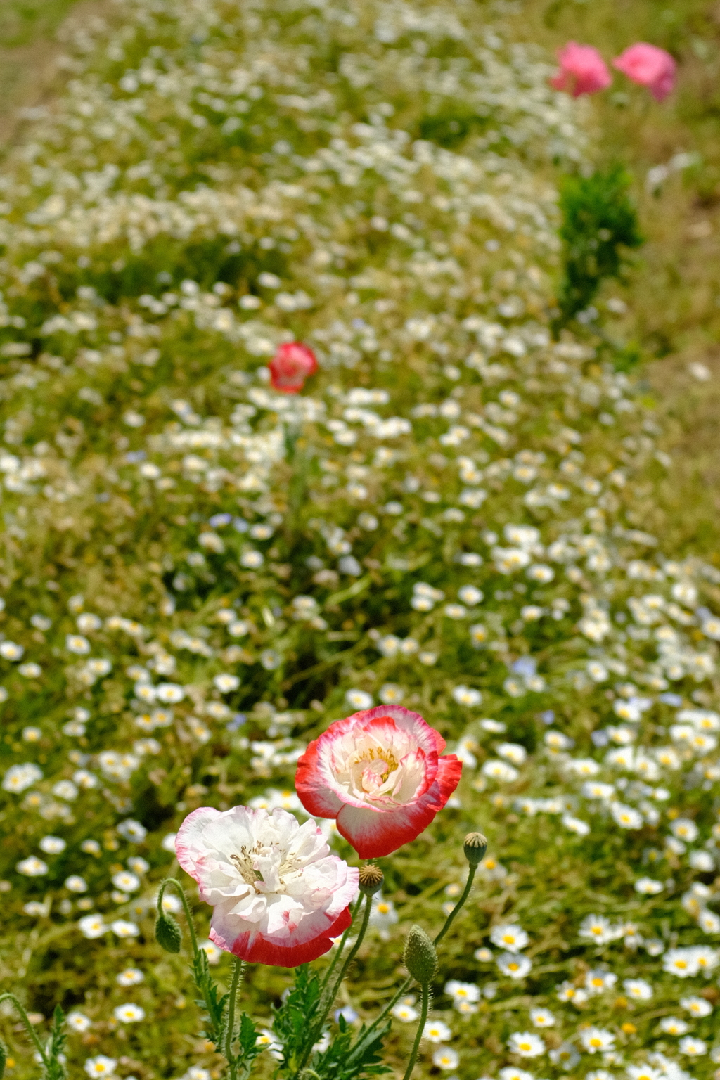 長居植物園 花 19