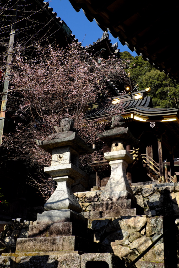56、晩秋の真言宗豊山派総本山 長谷寺