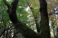 24、女人高野　晩秋の室生寺