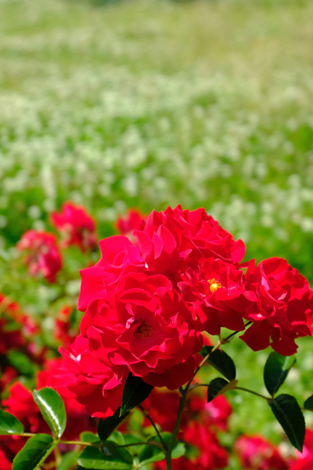 長居植物園 花 7