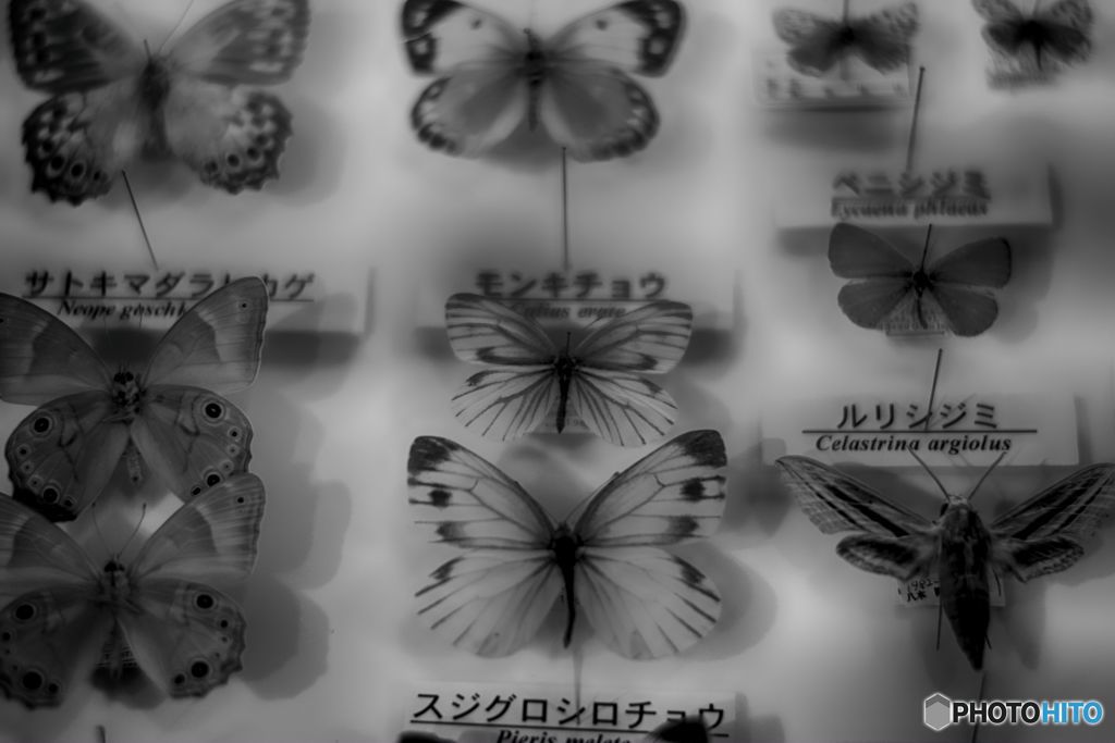 学習の為の -標本-
