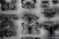 学習の為の -標本-