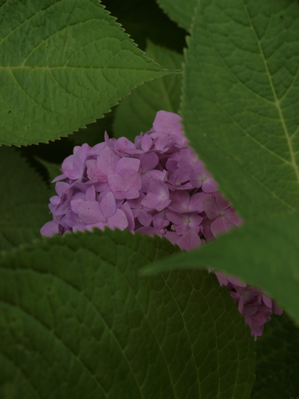 紫陽花 2021