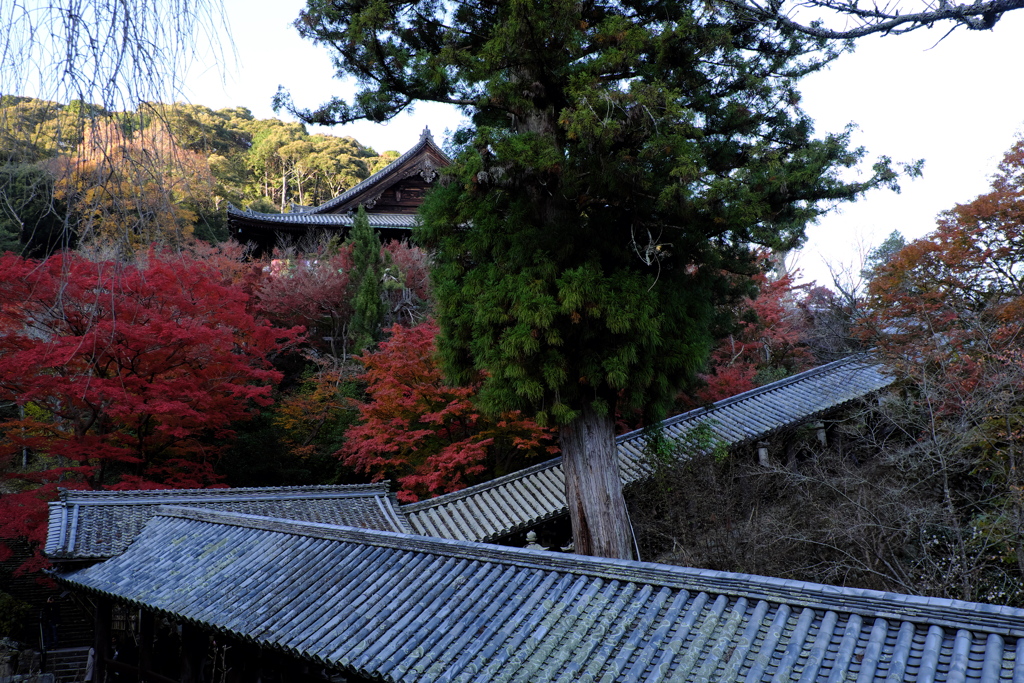 152、晩秋の真言宗豊山派総本山 長谷寺