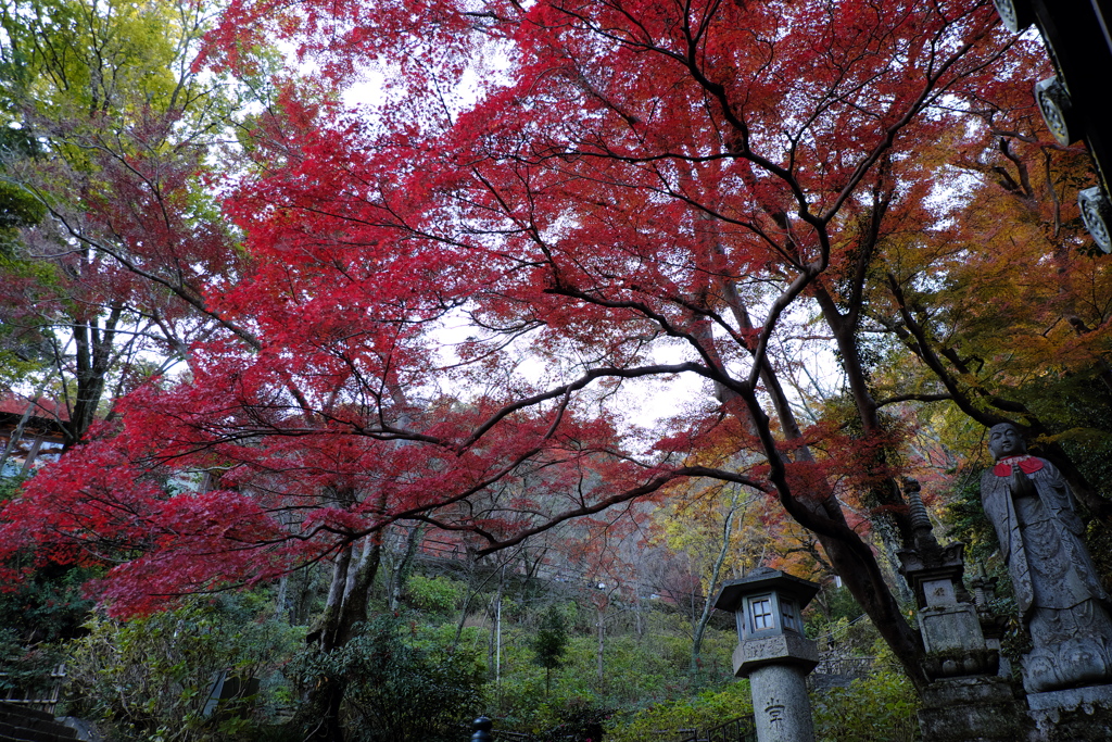 141、晩秋の真言宗豊山派総本山 長谷寺