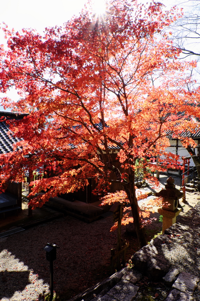 82、晩秋の真言宗豊山派総本山 長谷寺