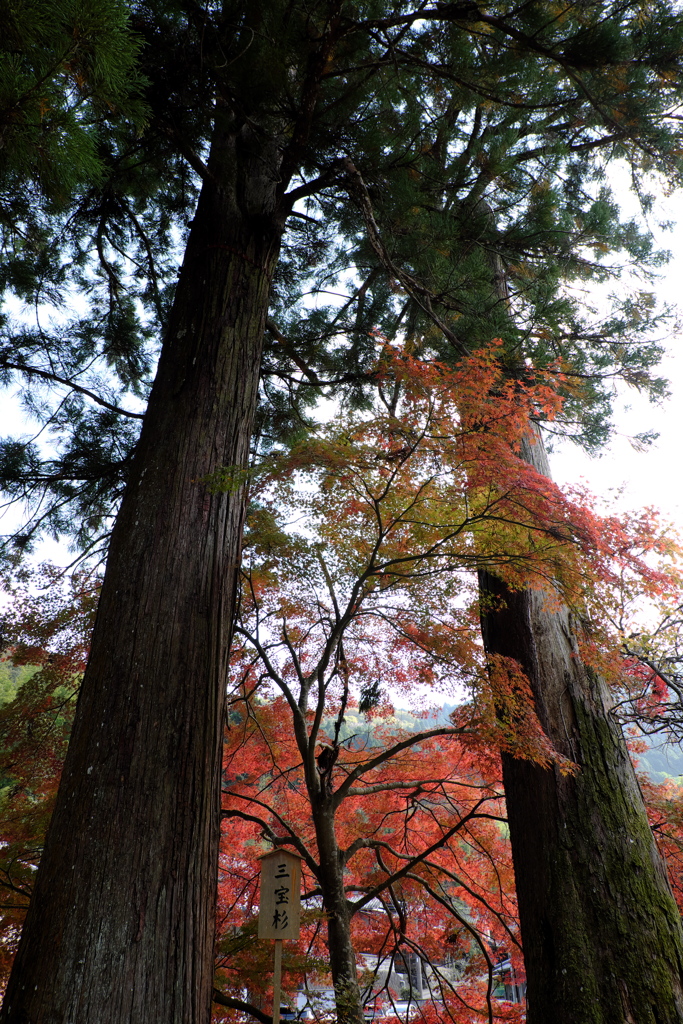 4、女人高野　晩秋の室生寺