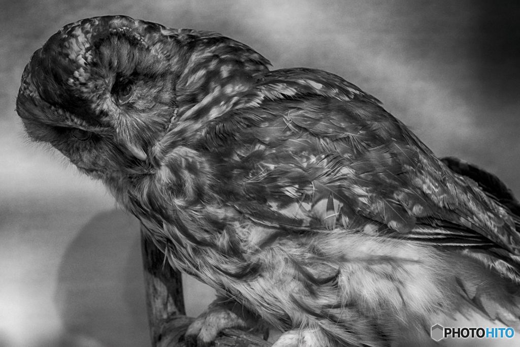 学習の為の-鳥の燻製２-