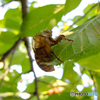 猛暑のお散歩写真ー蝉＃１６