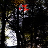 56、晩秋の三輪明神　大神神社