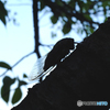 猛暑のお散歩写真ー蝉＃１４