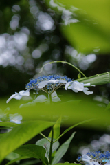 馬見丘陵公園の紫陽花(2024年6月22日)