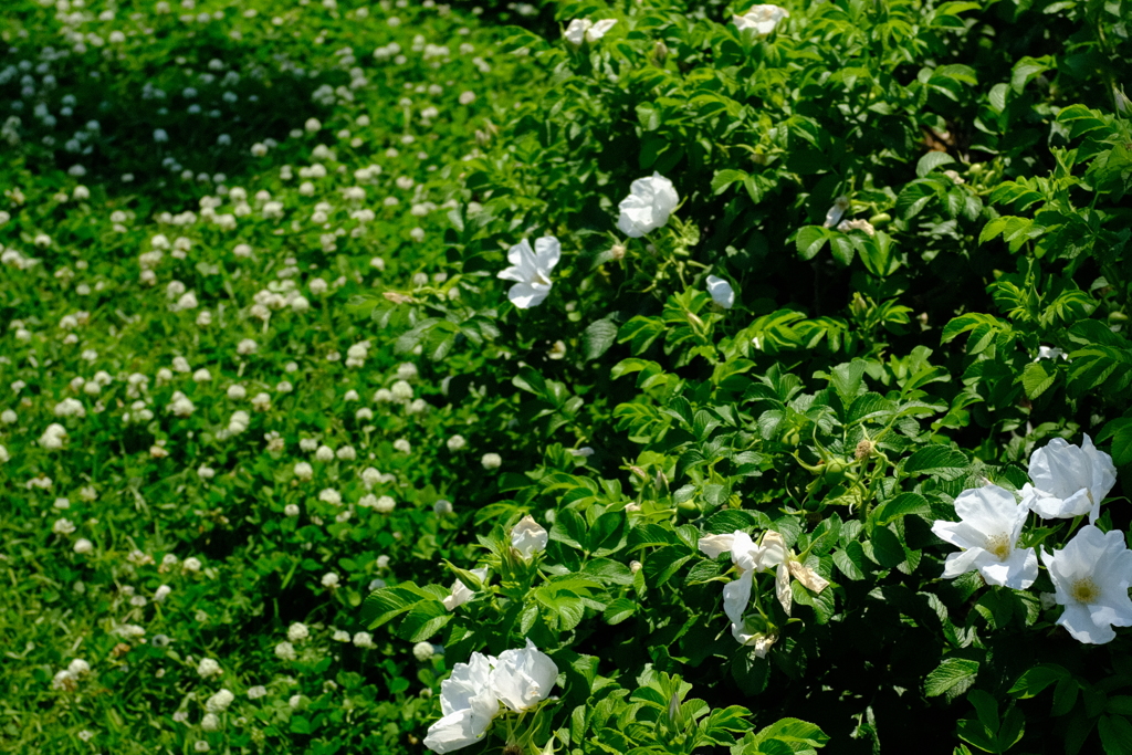 長居植物園 花 10