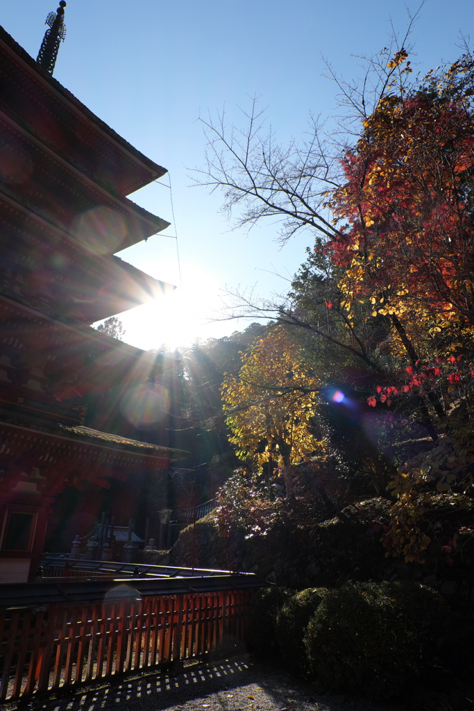 112、晩秋の真言宗豊山派総本山 長谷寺