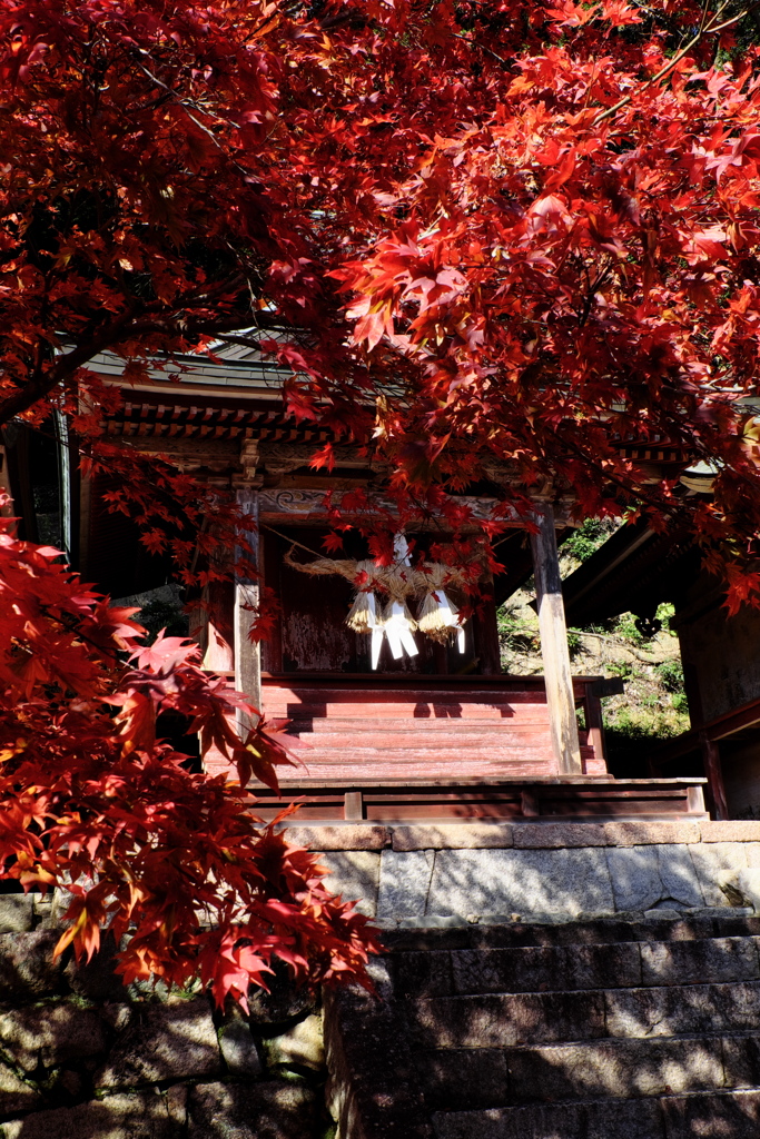 76、晩秋の真言宗豊山派総本山 長谷寺