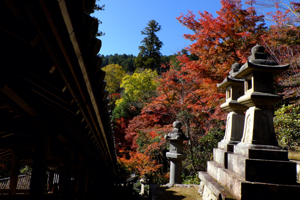 42、晩秋の真言宗豊山派総本山 長谷寺