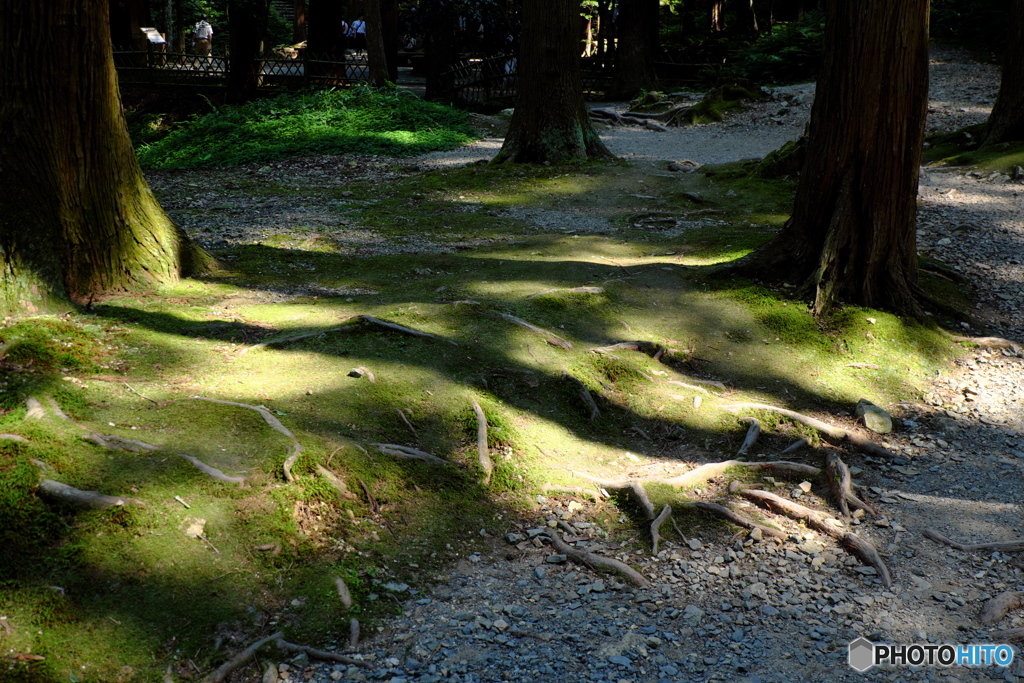 瓜割の滝：木々の戯れ