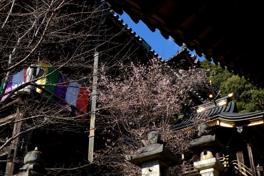 55、晩秋の真言宗豊山派総本山 長谷寺