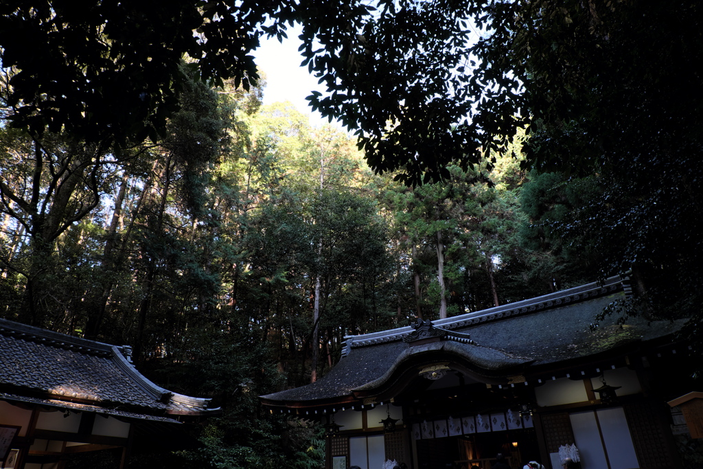 32、晩秋の三輪明神　大神神社