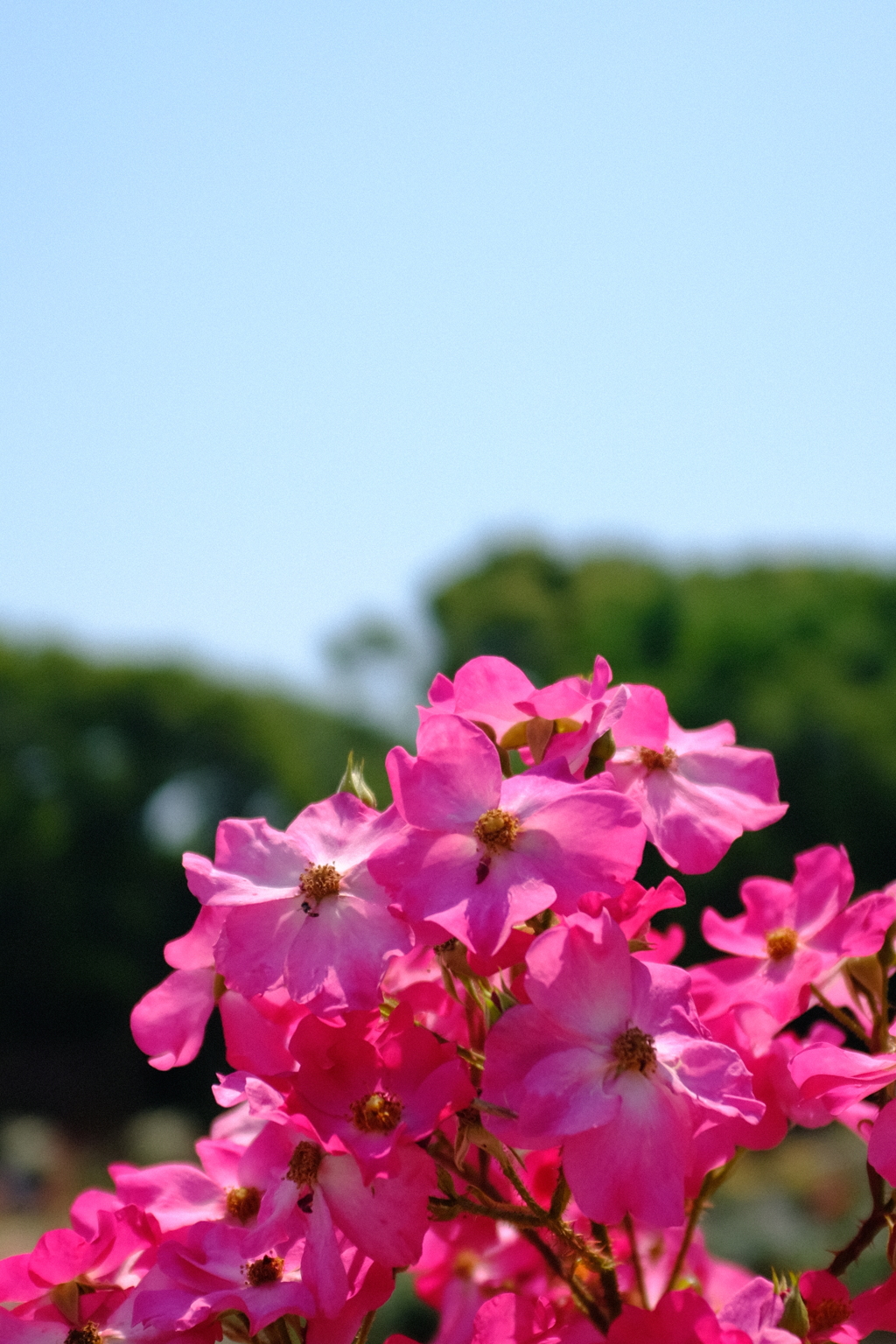 長居植物園 花 4