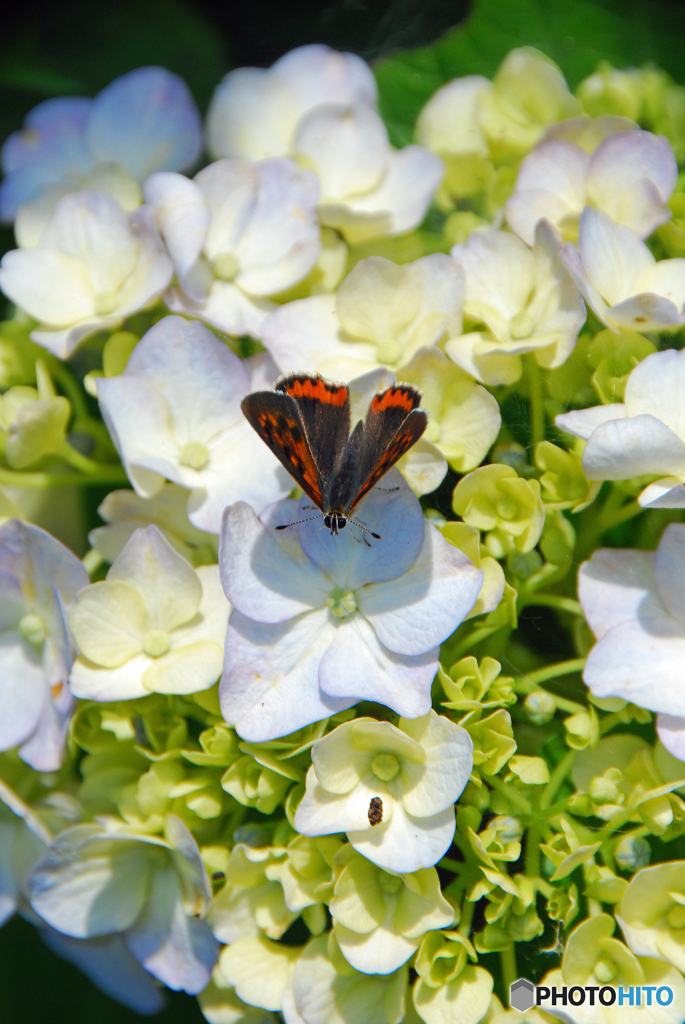 馬見丘陵公園の紫陽花(2024年6月8日)