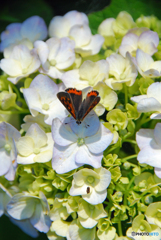 馬見丘陵公園の紫陽花(2024年6月8日)